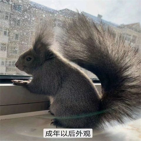 黄山，魔王，红腹，雪地，幼崽都有，公母可以选，包活到家，亲人可爱